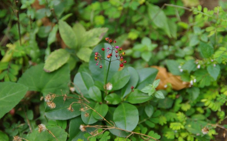 假人參的性狀鑒別