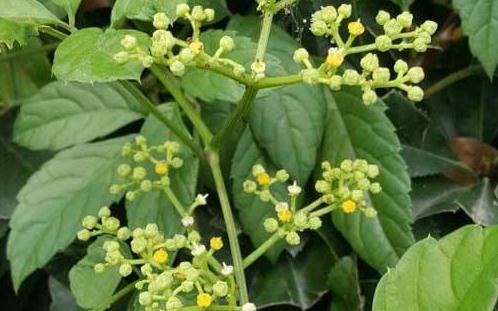 五爪風(fēng)圖片！