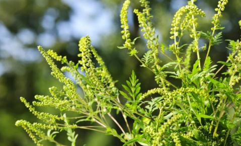 豚草的治理！