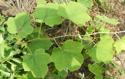 大烏泡的應(yīng)用