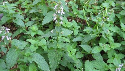 地牯牛圖片！