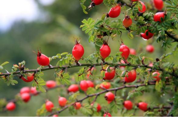 血滿草功能主治！
