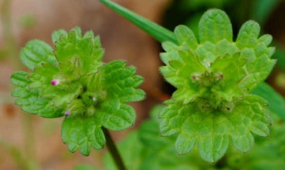 寶蓋草的功效與作用