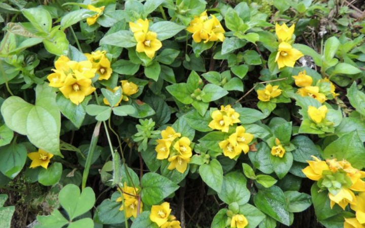 大過(guò)路黃的圖片