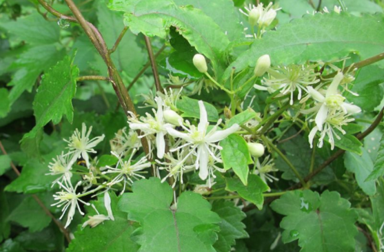 女萎的觀賞價(jià)值