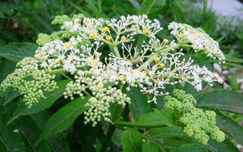 蒴藋藥理作用！