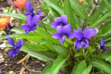 地丁草圖片！