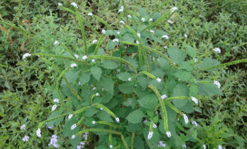 大尾搖的藥用價(jià)值