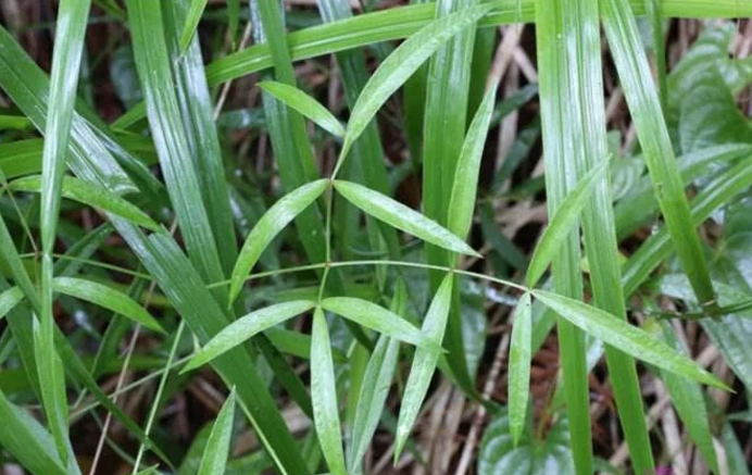 隔山香的應(yīng)用