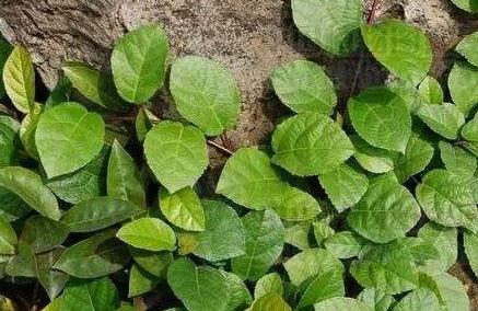 野地瓜的主要價值！