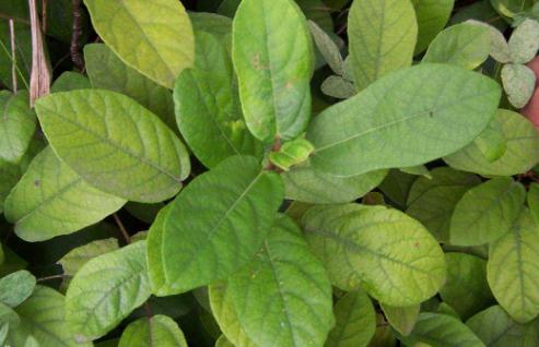 野地瓜的主要價值！