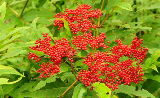 血滿草的功效與作用