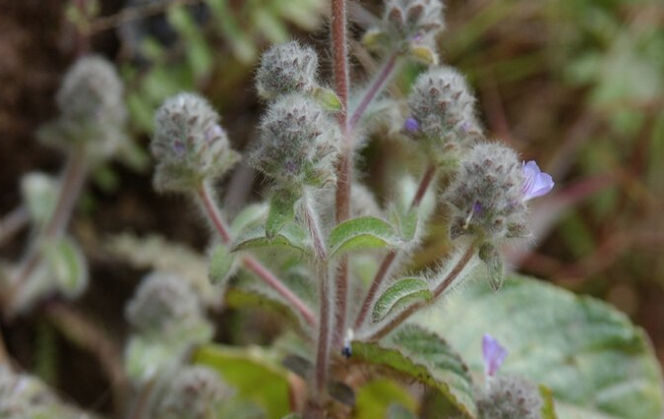 大頭陳的應(yīng)用