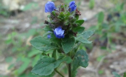 大頭陳的藥用功效