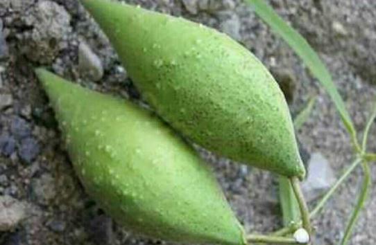 地梢瓜生長(zhǎng)習(xí)性！