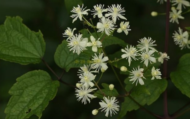 女萎的形態(tài)特征