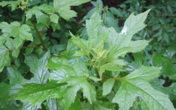 大九股牛的圖片