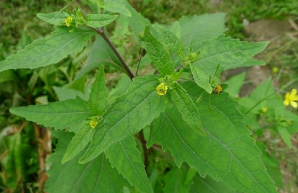 希薟草的藥用價值