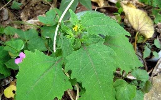 希薟草的應(yīng)用