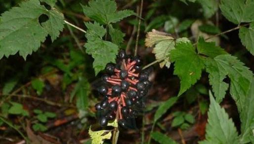 升麻功能主治！