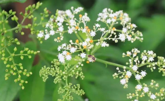 血滿(mǎn)草的形態(tài)特征