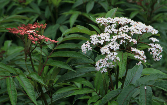 血滿(mǎn)草的功效與作用