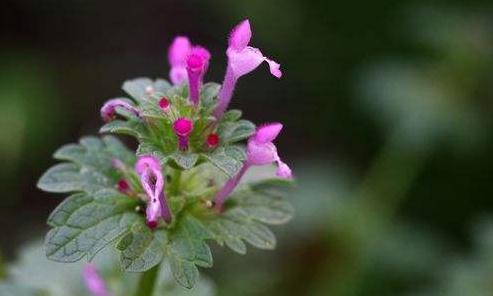 寶蓋草的日創(chuàng)用法！