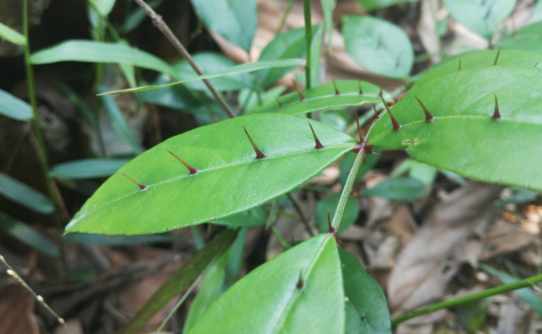 入地金牛的功效與作用