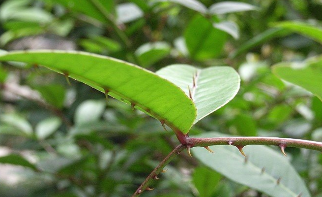 入地金牛的臨床應(yīng)用