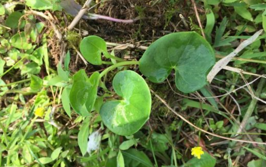 肺心草的功效與作用