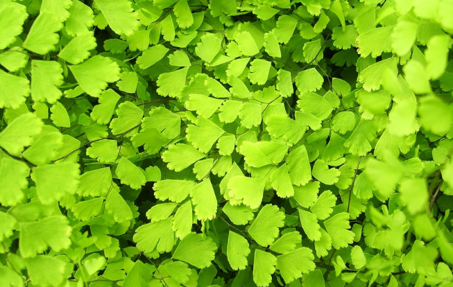 豬鬃草的藥用價(jià)值