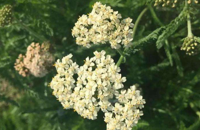 土一枝蒿的功效與作用