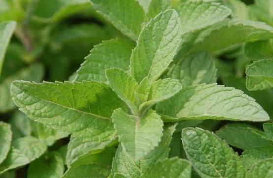 五香草治病附方！