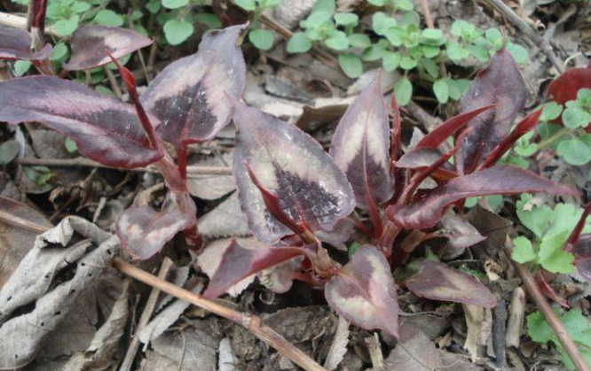 赤脛散的藥用價(jià)值