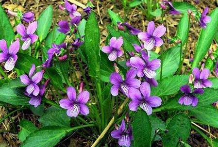 地丁草治病附方！