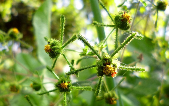 希薟草的注意事項