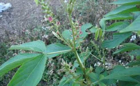 餓螞蝗的藥用價值