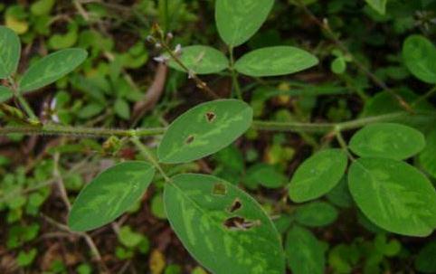 餓螞蝗治風(fēng)熱火眼的方法？