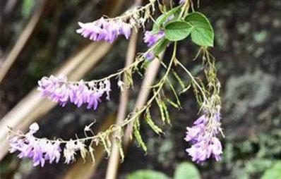 餓螞蝗的藥用價(jià)值！