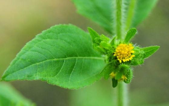 希薟草治療風(fēng)濕痛的方法？