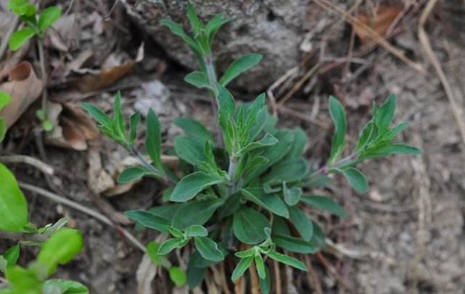 女婁菜的功效與作用