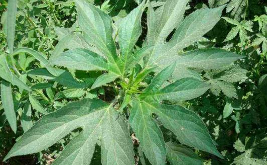 豚草苗期圖片！