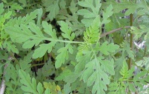 豚草分支期圖片！