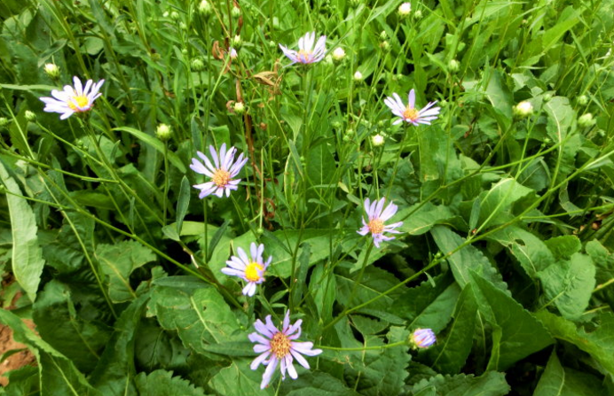 女菀的應(yīng)用