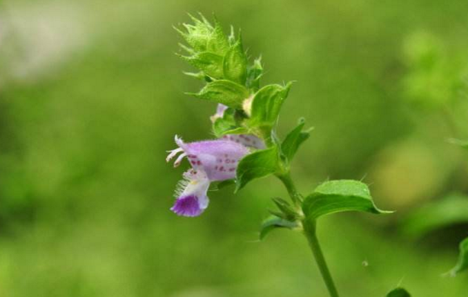 五香草的功效與作用