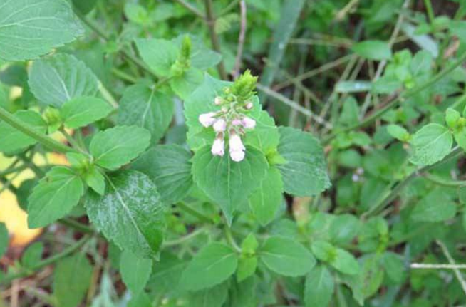 五香草的應(yīng)用