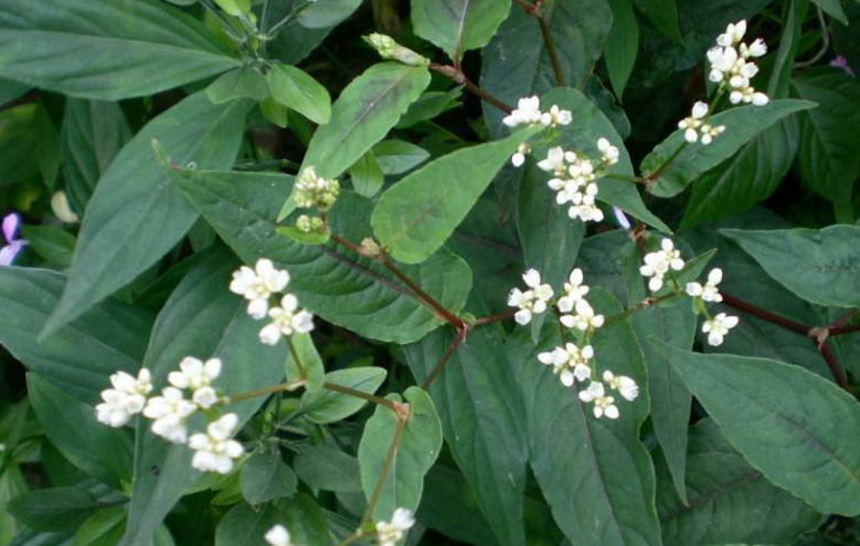 赤脛散的功效與作用