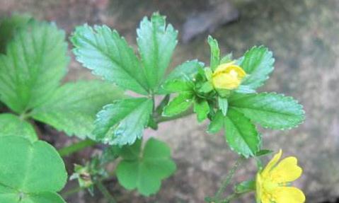 中藥五爪風(fēng)基本信息！