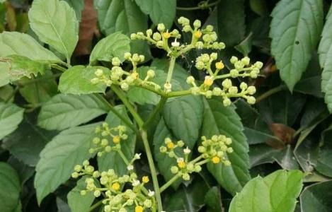 五爪風原形態(tài)！