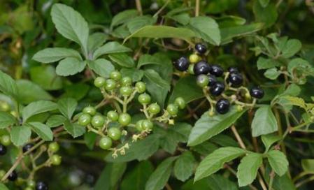 五爪風(fēng)原形態(tài)！